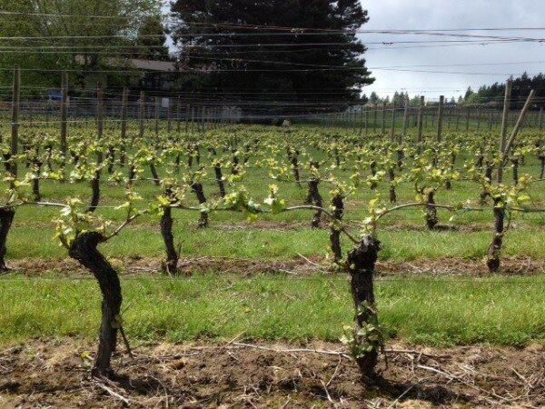 Willamette Valley Wine Tours
