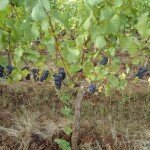 Columbian Gorge Oregon Wine Tours