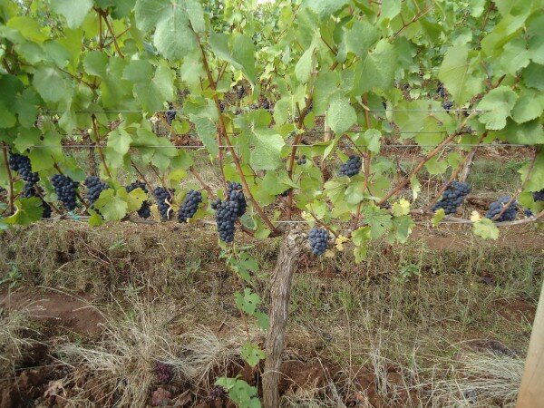 Columbia Gorge Oregon Wine Tours