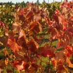 Oregon Wind Tours