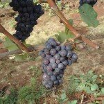 Willamette Valley Wine Tours