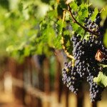 Go wine tasting in the beautiful Pacific Northwest Oregon Willamette Valley and SW Washington with Wine Dirt Tours
